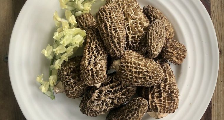 Wild Yukon Morel Mushrooms @Little Fire Gourmet