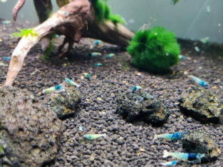 Blue Bolt shrimps for sale