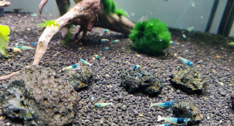 Blue Bolt shrimps for sale