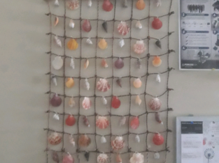 Hanging sea shells