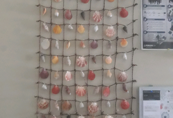 Hanging sea shells
