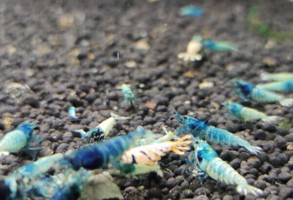 Blue Bolt shrimps for sale