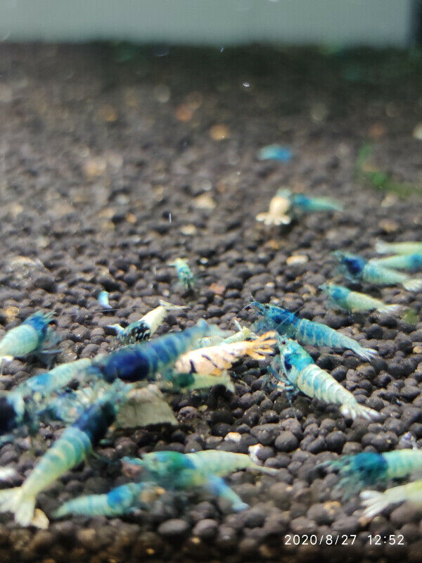 Blue Bolt shrimps for sale