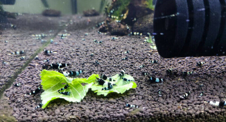 Blue Bolt shrimps for sale