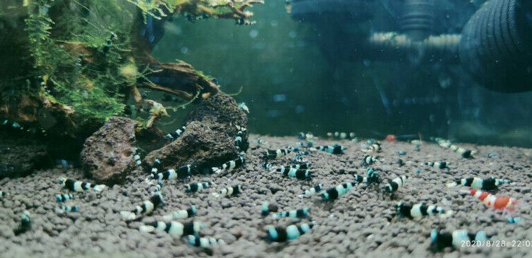 Blue Bolt shrimps for sale