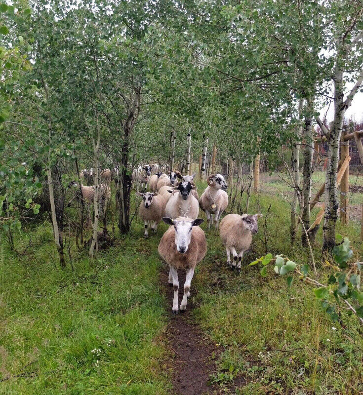 Fall Grass Fed Lamb