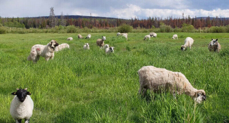 Fall Grass Fed Lamb