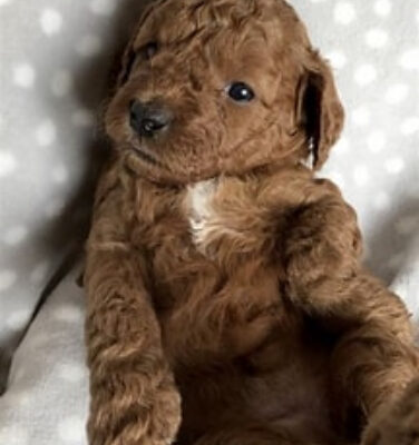 Goldendoodle puppies black n cream to select from ready to go March 15, 2024