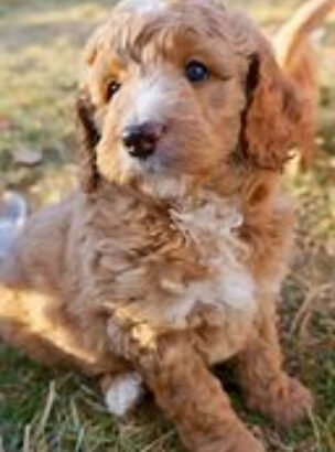 Goldendoodle puppies black n cream to select from ready to go March 15, 2024