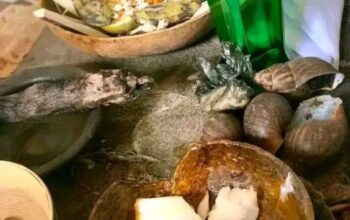 The best powerful spiritual herbalist in Nigeria+2348117855171