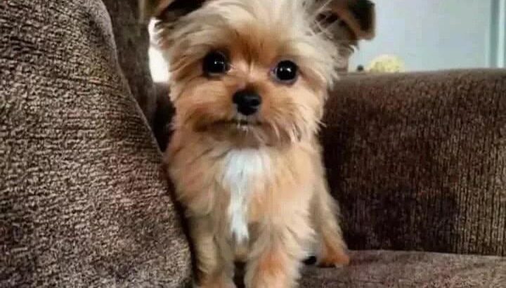 🐶 Hey The puppy is still available and ready for a new home. ❤️ If you’re interested hit me up now 📱 Text: +1 (520) 250-2768