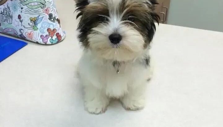 🐶 Hey The puppy is still available and ready for a new home. ❤️ If you’re interested hit me up now 📱 Text: +1 (520) 250-2768