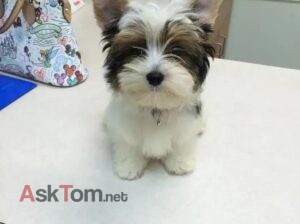 🐶 Hey The puppy is still available and ready for a new home. ❤️ If you’re interested hit me up now 📱 Text: +1 (520) 250-2768