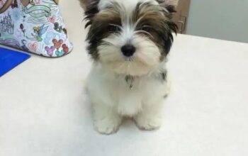 🐶 Hey The puppy is still available and ready for a new home. ❤️ If you’re interested hit me up now 📱 Text: +1 (520) 250-2768