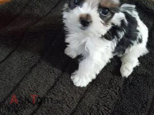 🐶 Hey The puppy is still available and ready for a new home. ❤️ If you’re interested hit me up now 📱 Text: +1 (520) 250-2768