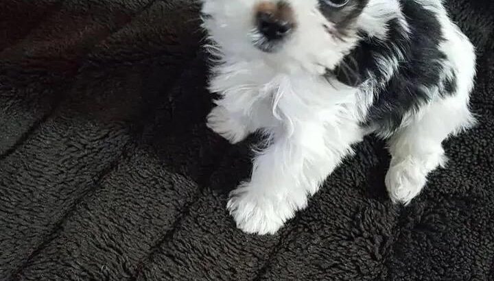 🐶 Hey The puppy is still available and ready for a new home. ❤️ If you’re interested hit me up now 📱 Text: +1 (520) 250-2768