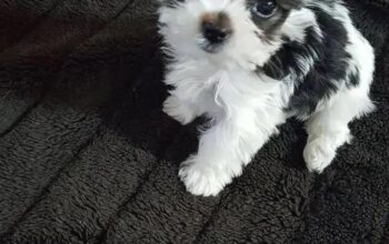 🐶 Hey The puppy is still available and ready for a new home. ❤️ If you’re interested hit me up now 📱 Text: +1 (520) 250-2768